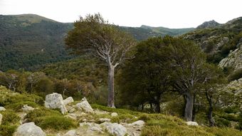 Větší verze po kliknutí. Korsika 2013: bukové lesy pod salašemi Bergeries des Pozzi
